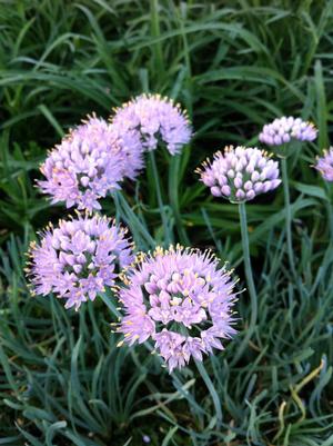 Allium senesens 'Blue Eddy'