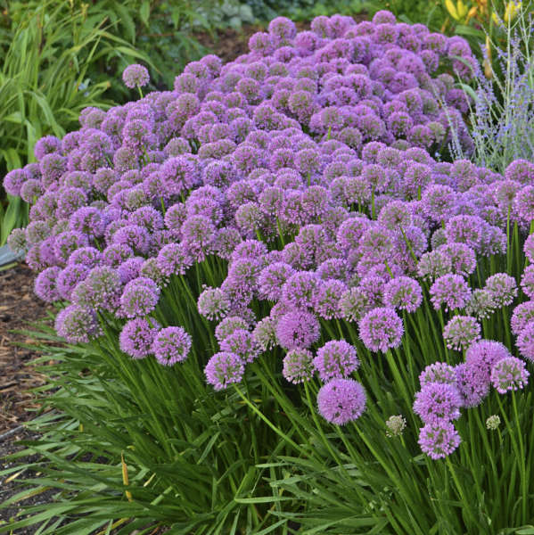 Allium x 'Millenium'    Bestseller 