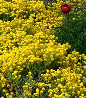 Alyssum saxatile 'Compacta'