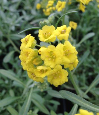 Alyssum montanum 'Mountain Gold' 