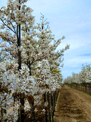 Amelanchier canadensis