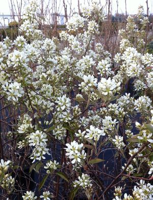 Amelanchier alnifolia 'Regent' 