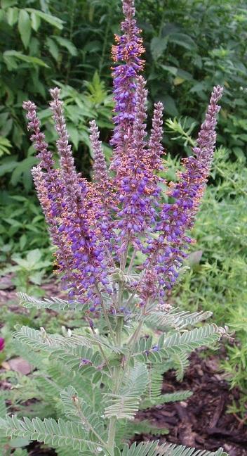 Amorpha canescens  NEW