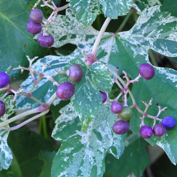 Ampelopsis brevipedunculata 'Elegans'