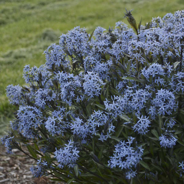 Amsonia tabernaemontana 'Storm Cloud' 