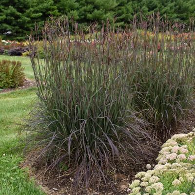 Andropogon gerardii 'Blackhawks' 