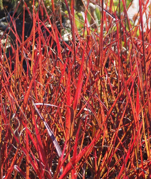 Andropogon gerardii 'Red October' 