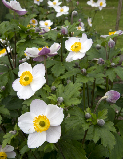 Anemone 'Elfin Swan'   