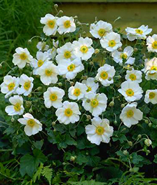 Anemone hybrida 'Honorine Jobert'