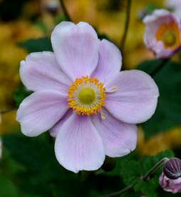 Anemone hybrida 'Queen Charlotte'