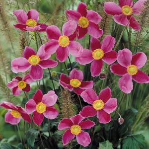 Anemone hupehensis 'September Charm'