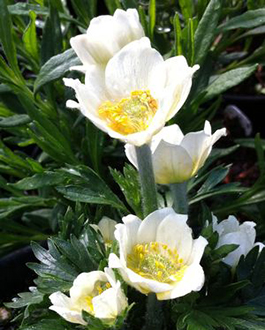 Anemone multifida 'Major'