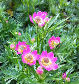 Anemone multifida 'Rubra'