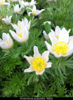 Anemone pulsatilla 'Alba'