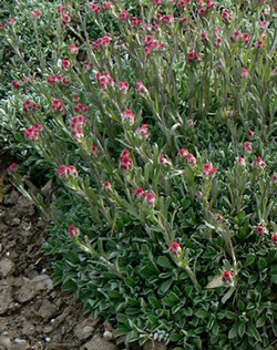 Antennaria dioica 'Rubra'