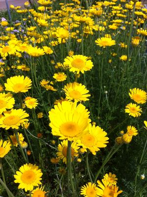 Anthemis tinctoria 'Kelwayi'