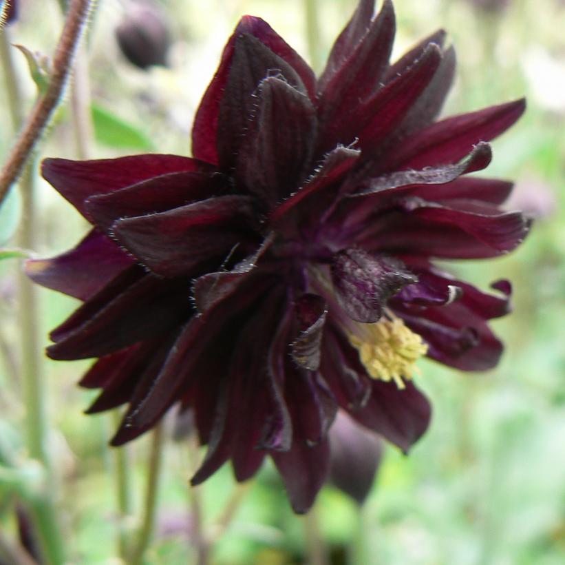 Aquilegia 'Black Barlow'