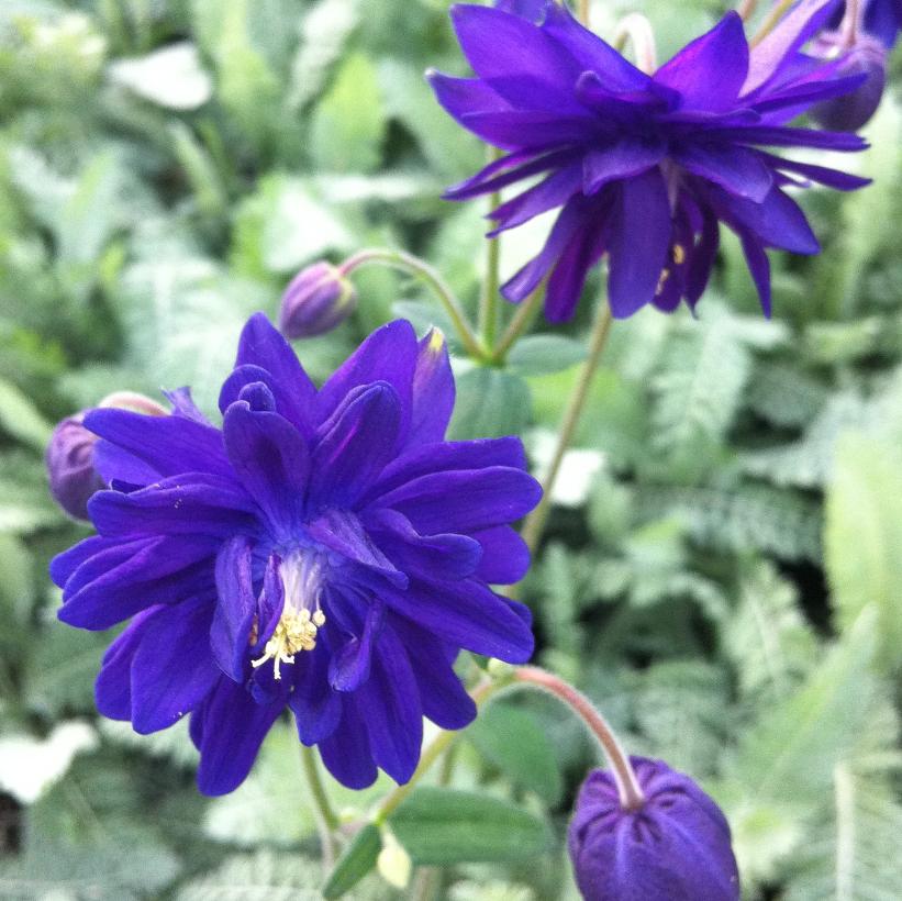 Aquilegia 'Blue Barlow'