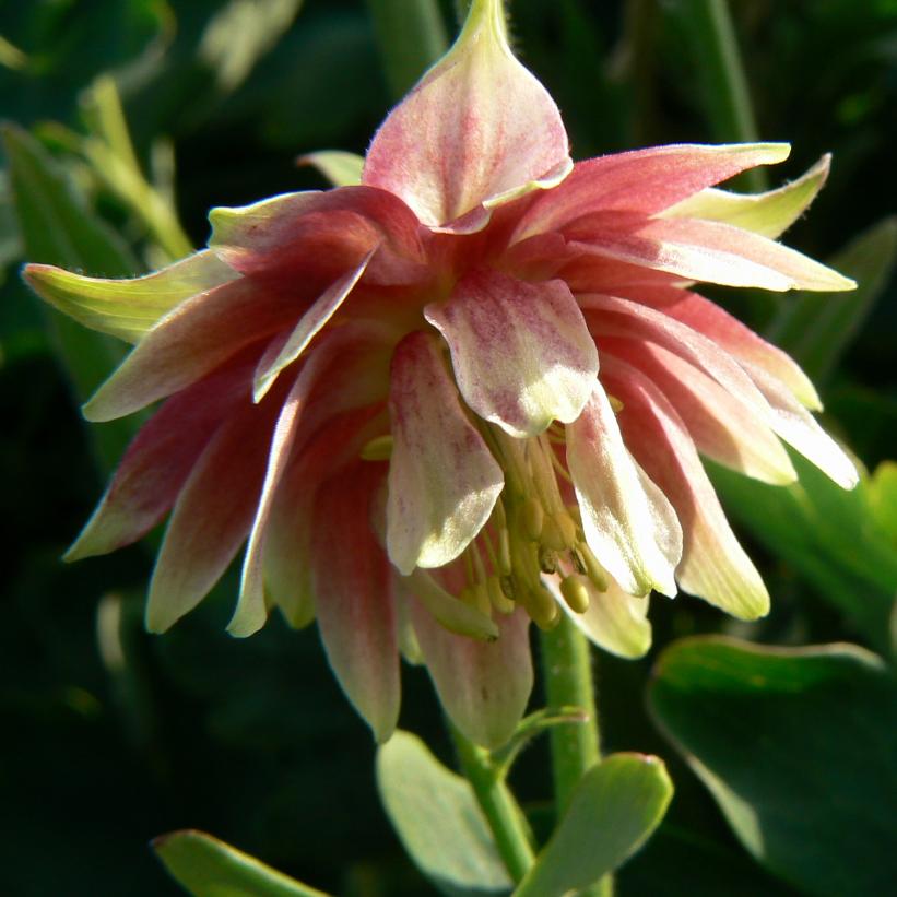 Aquilegia 'Nora Barlow'   