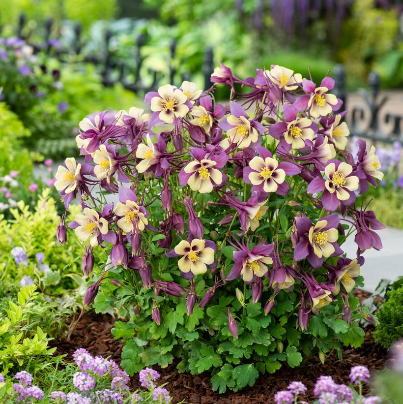 Aquilegia x Earlybird 'Purple and Yellow' NEW