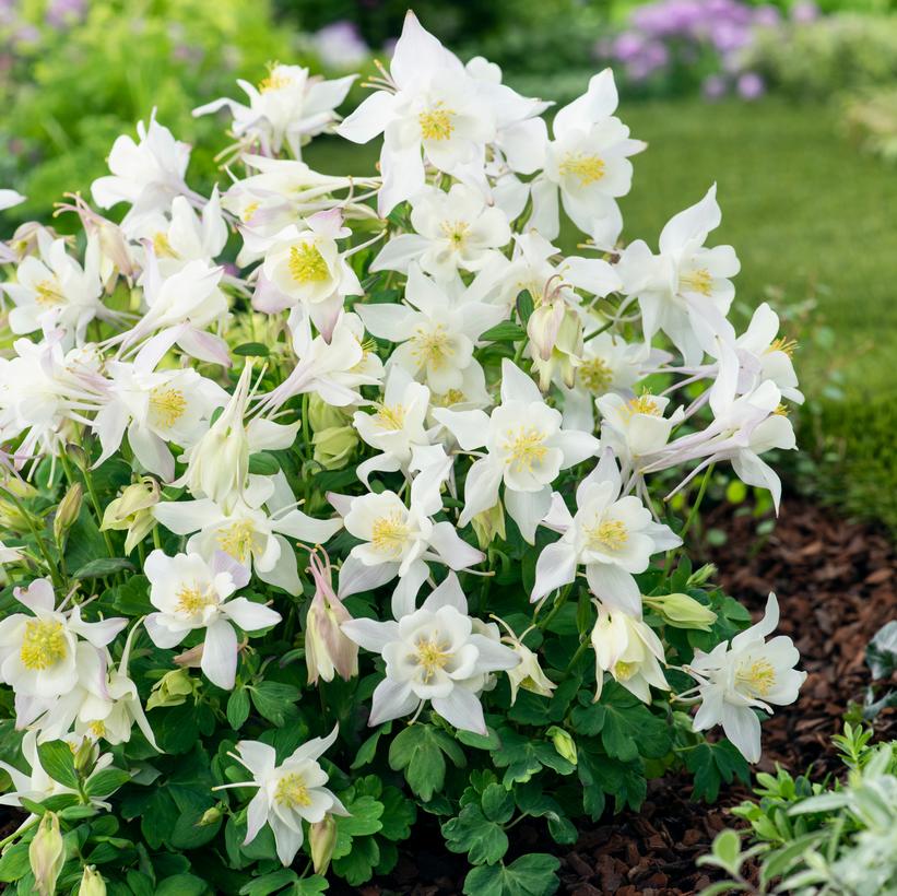 Aquilegia x Earlybird 'White' NEW