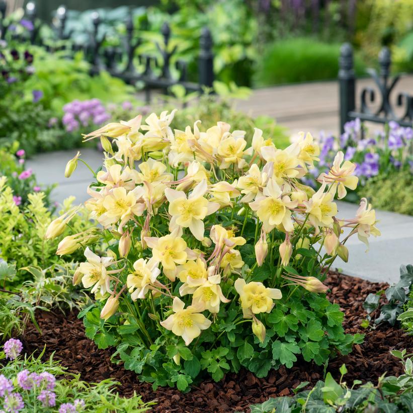 Aquilegia x Earlybird 'Yellow' NEW