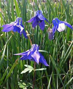 Aquilegia alpina  