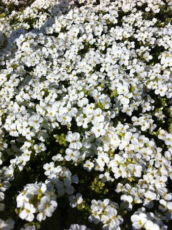 Arabis 'Snowcap'