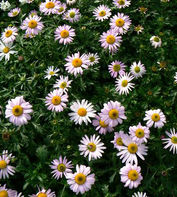 Arctanthemum arcticum