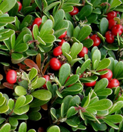 Arctostaphylos uva-ursi