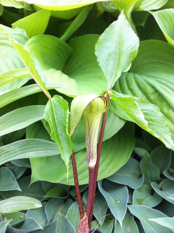 Arisaema triphyllum