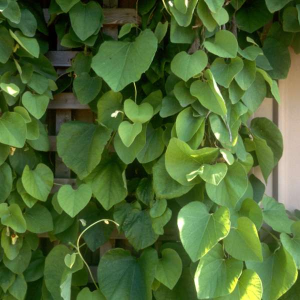 Aristolochia durior