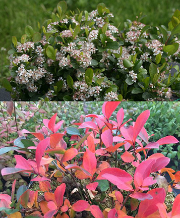 Aronia 'Low Scape Mound' 