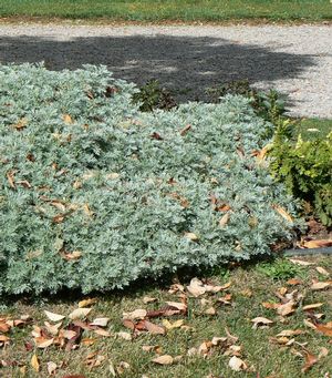 Artemisia 'Powis Castle'