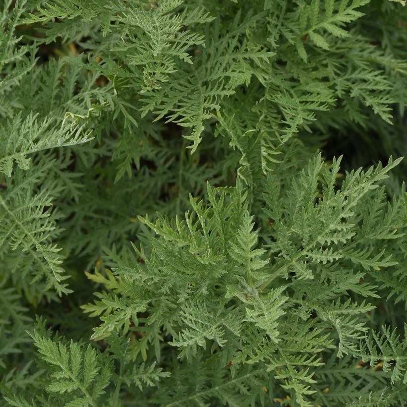 Artemisia Sunfern 'Arcadia'   NEW