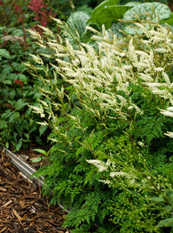 Aruncus aethusifolius