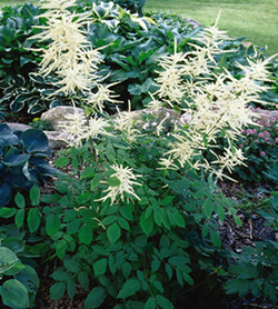 Aruncus dioicus 