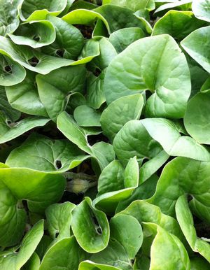 Asarum canadense