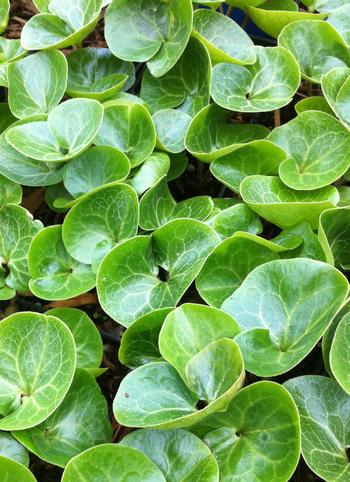 Asarum europaeum