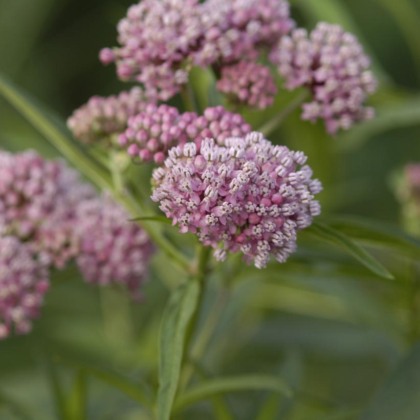 Asclepias incarnata 'Cinderella'   NEW