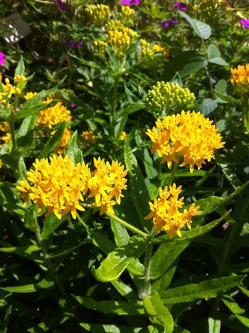 Asclepias tuberosa 'Hello Yellow'