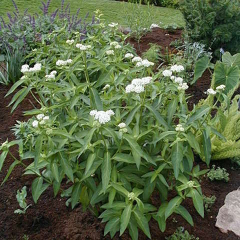 Asclepias incarnata 'Ice Ballet'