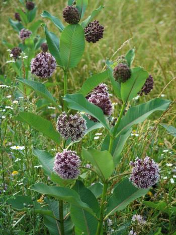 Asclepias syriaca 