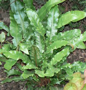 Asplenium scolopenorium