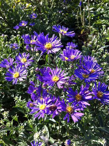 Aster laevis 'Blue Autumn' 