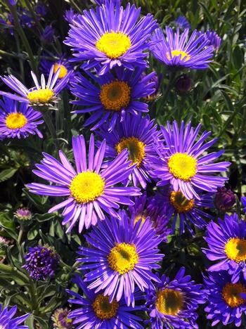 Aster alpinus 'Dark Beauty'