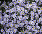 Aster KICKIN 'Lavender'  