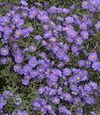 Aster KICKIN 'Lilac Blue'