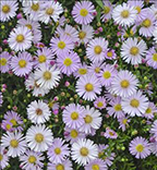 Aster KICKIN 'Pink Chiffon'