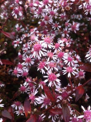 Aster lateriflorus 'Lady in Black'